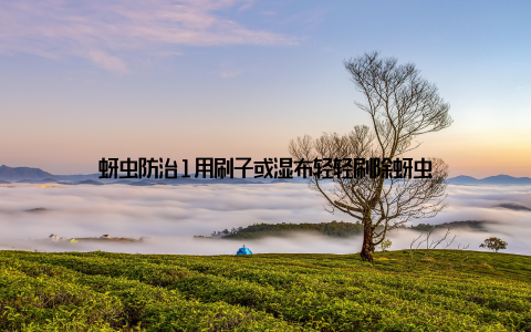 蚜虫防治1用刷子或湿布轻轻刷除蚜虫