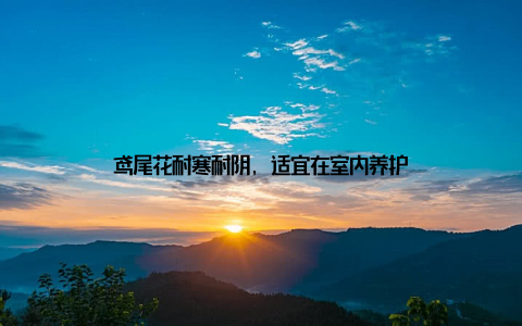 鸢尾花耐寒耐阴, 适宜在室内养护