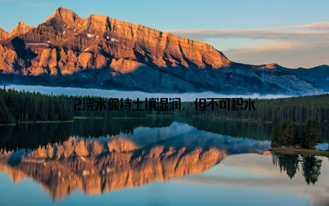 2浇水保持土壤湿润, 但不可积水