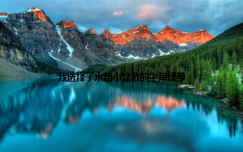 我选择了水培小盆栽的主角绿萝