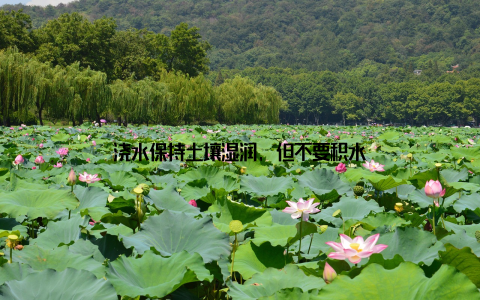 浇水保持土壤湿润, 但不要积水