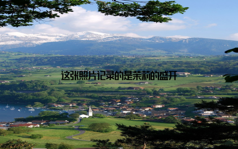 这张照片记录的是茉莉的盛开