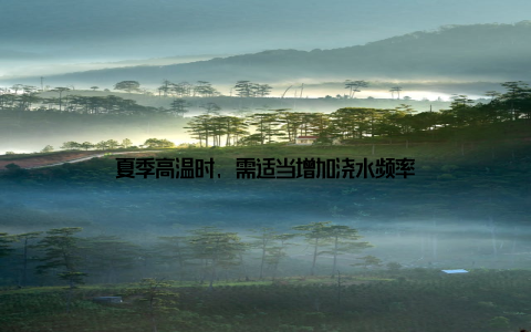 夏季高温时, 需适当增加浇水频率