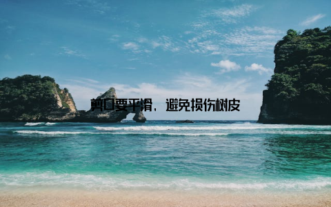 剪口要平滑, 避免损伤树皮