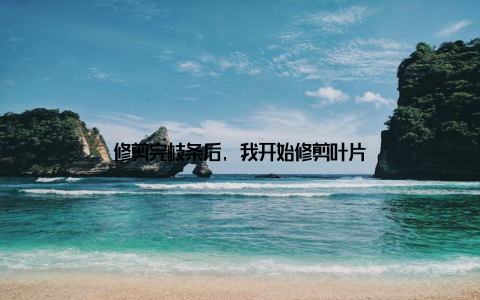 修剪完枝条后, 我开始修剪叶片