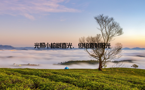 光照小榕树喜光, 但怕直射阳光