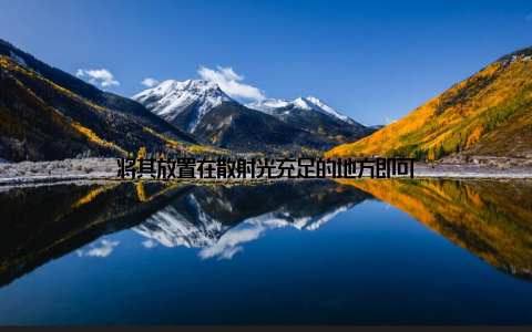 将其放置在散射光充足的地方即可