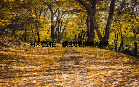 每天看到它, 都感觉心情特别舒畅