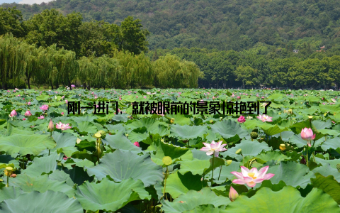 刚一进门, 就被眼前的景象惊艳到了