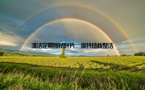 清洁定期擦拭叶片, 保持植株整洁