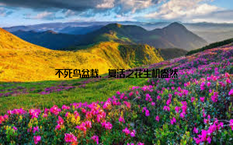 不死鸟盆栽, 复活之花生机盎然