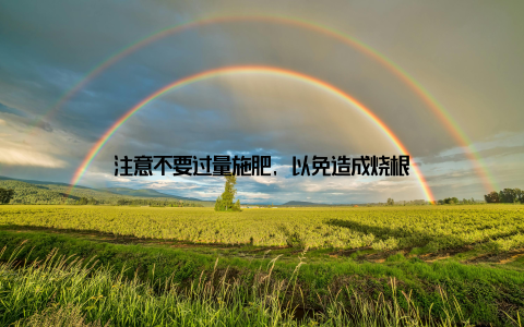 注意不要过量施肥, 以免造成烧根