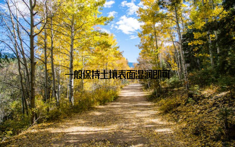 一般保持土壤表面湿润即可