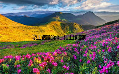 浇上适量的水, 让土壤湿润