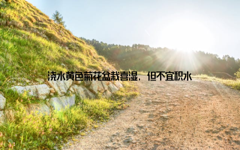 浇水黄色菊花盆栽喜湿, 但不宜积水