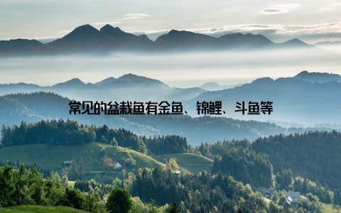 常见的盆栽鱼有金鱼、锦鲤、斗鱼等