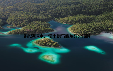 浇水浇透水, 使土壤与根系充分接触