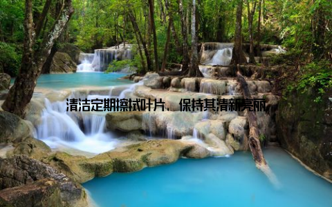 清洁定期擦拭叶片, 保持其清新亮丽