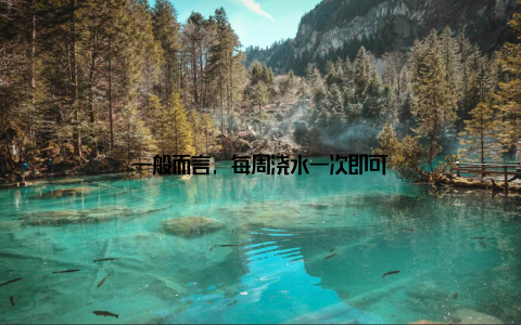 一般而言, 每周浇水一次即可