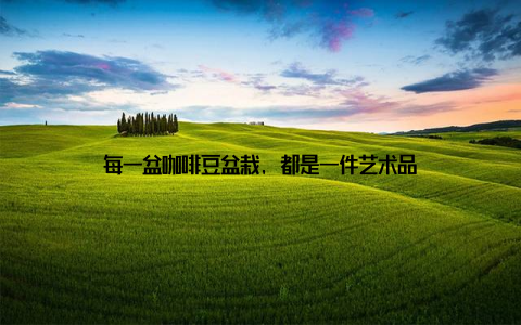 每一盆咖啡豆盆栽, 都是一件艺术品