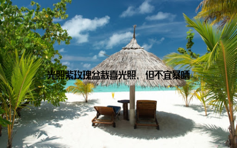 光照紫玫瑰盆栽喜光照, 但不宜暴晒