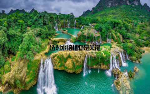 选对水培植物是关键