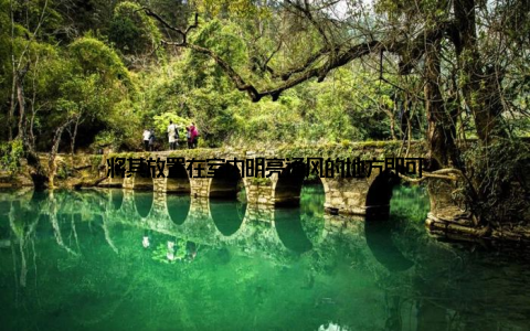 将其放置在室内明亮通风的地方即可