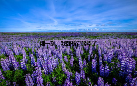 那一刻, 我就被它吸引了