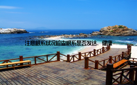 注意根系状况检查根系是否发达、健康