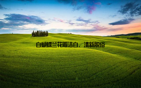 白蝴蝶兰花瓣洁白, 清新脱俗