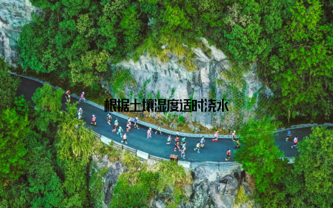 根据土壤湿度适时浇水