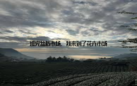 逛完盆栽市场, 我来到了花卉市场