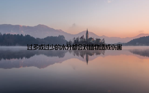 过多或过少的水分都会对植物造成伤害