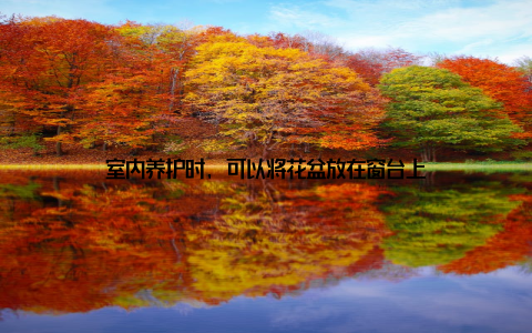 室内养护时, 可以将花盆放在窗台上