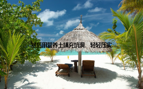 然后用营养土填充坑洞, 轻轻压实