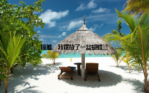 接着, 我摆放了一盆蝴蝶兰