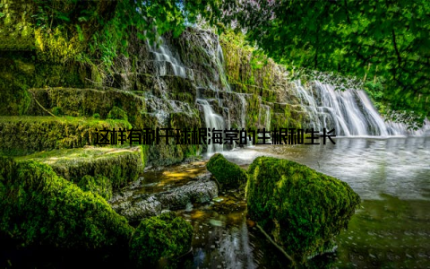 这样有利于球根海棠的生根和生长