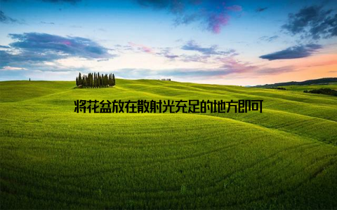 将花盆放在散射光充足的地方即可