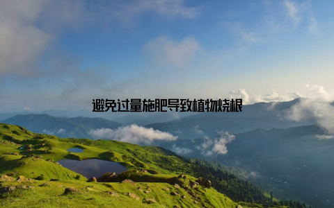 避免过量施肥导致植物烧根