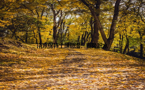 浇水保持土壤微湿, 避免积水