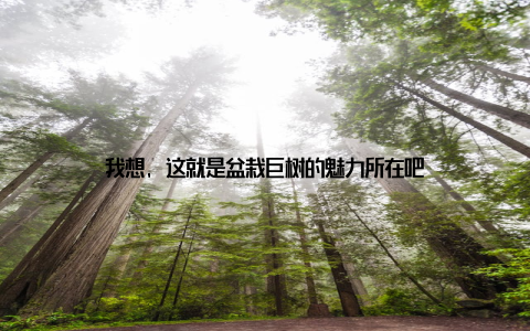 我想, 这就是盆栽巨树的魅力所在吧