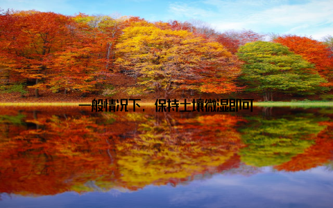 一般情况下, 保持土壤微湿即可