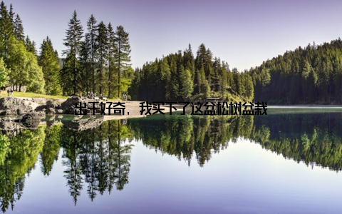 出于好奇, 我买下了这盆松树盆栽