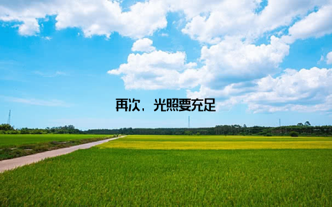 再次, 光照要充足