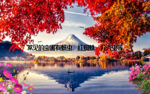 常见的虫害有蚜虫、红蜘蛛、介壳虫等