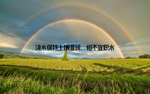 浇水保持土壤湿润, 但不宜积水