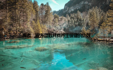 再者, 银杏盆栽具有养生保健的功效