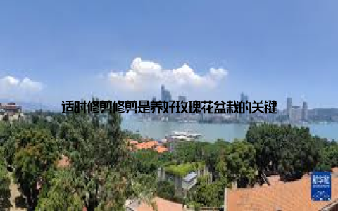 适时修剪修剪是养好玫瑰花盆栽的关键