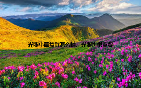 光照小草盆栽怎么种, 光照也很重要