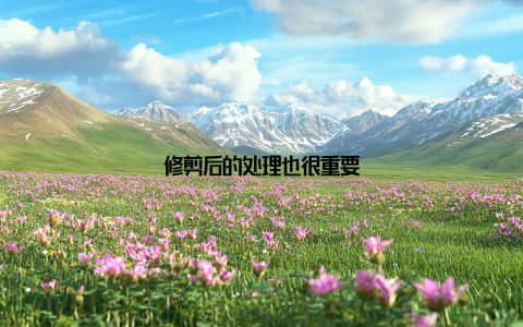 修剪后的处理也很重要